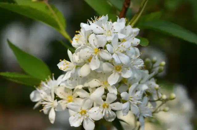 Дейция Лемуана (Deutzia x lemoinei)