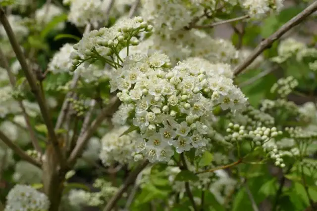 Краснокнижная дейция гладкая (Deutzia glabrata)