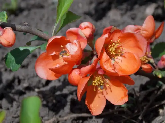 Гибриды с участием хеномелеса Маулея (Chaenomeles maulei) более морозостойки и могут зимовать в 4-й зоне