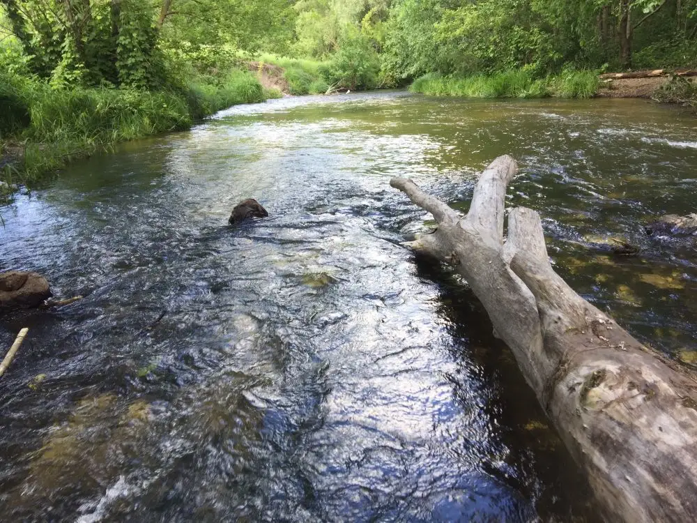 Локальные коряги и большие камни в воде - хорошие места для укрытий