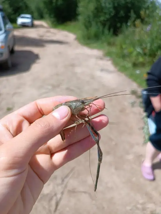 В Удомле живут креветки