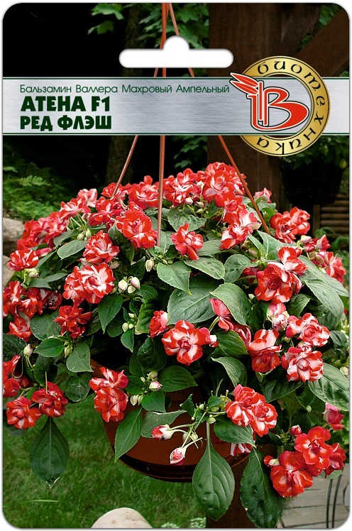 Бальзамин Валлера махровый ампельный Атена F1 Рэд Флэш