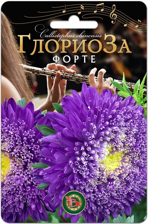 Астра китайская Глориоза Форте