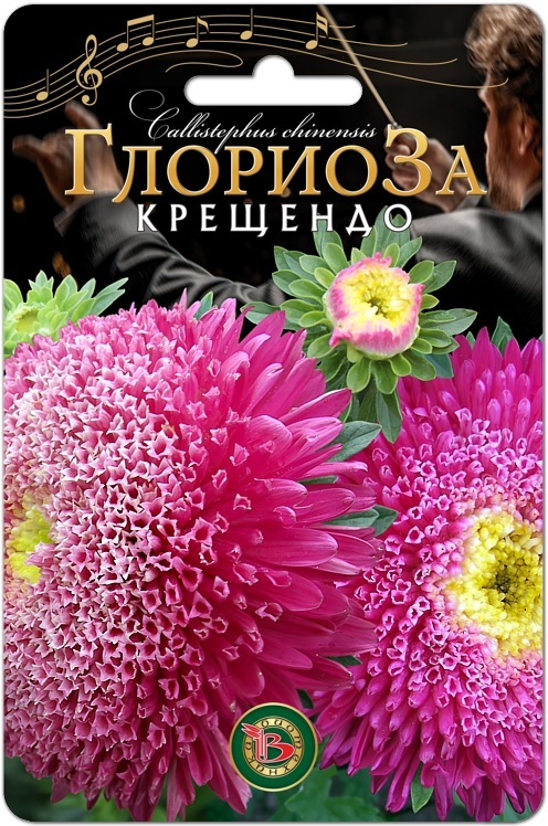 Астра китайская Глориоза Крещендо