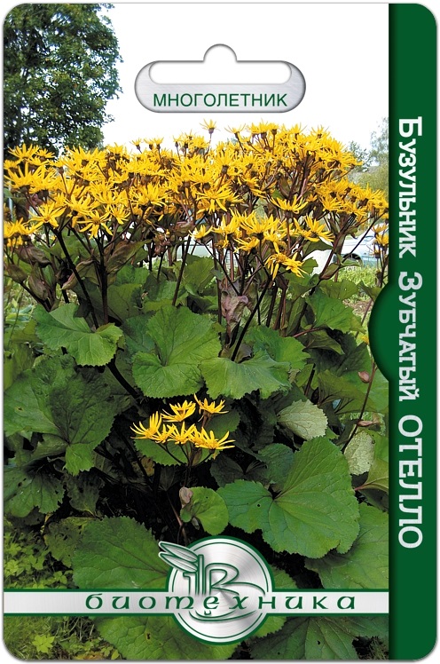 Бузульник зубчатый Отелло