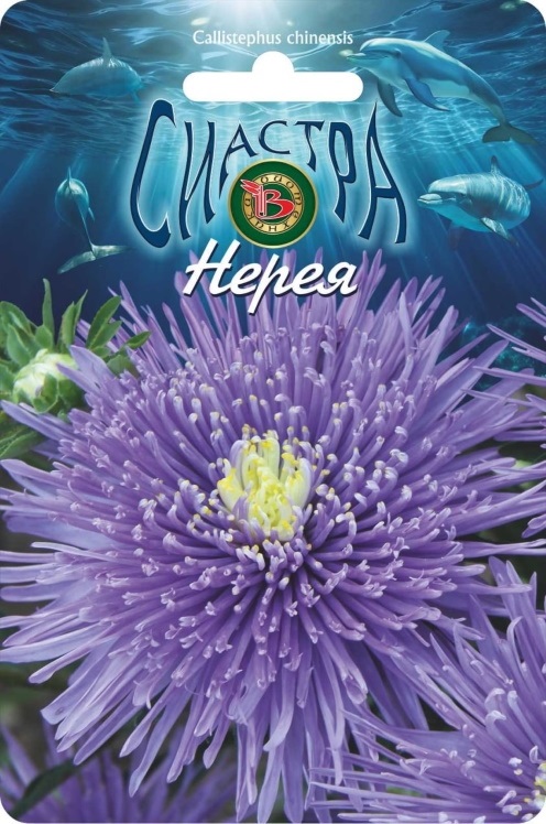 Астра китайская Сиастра Нерея