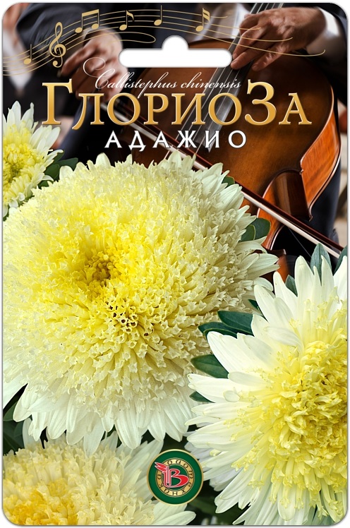 Астра китайская Глориоза Адажио