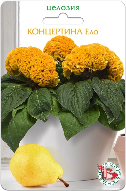Целозия горшечная Концертина Ело