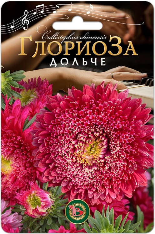 Астра китайская Глориоза Дольче