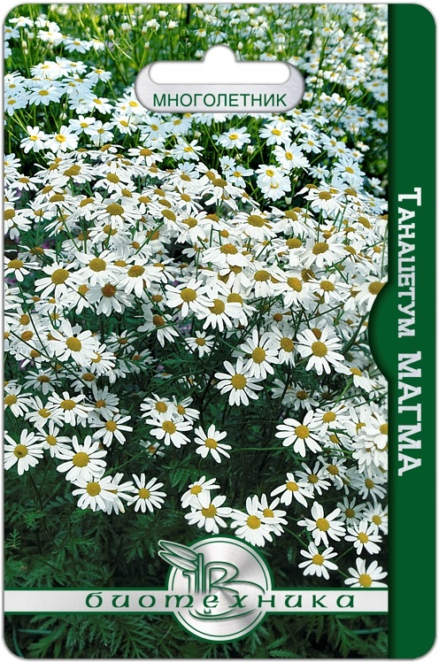 Фото – Танацетум Магма