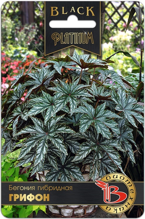 Бегония гибридная Грифон