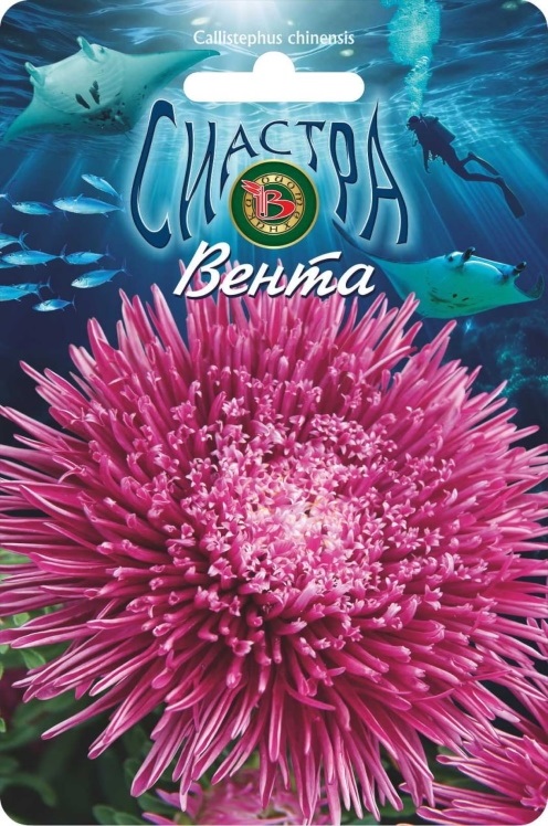 Астра китайская Сиастра Вента