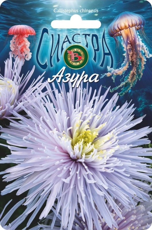 Астра китайская Сиастра Азура