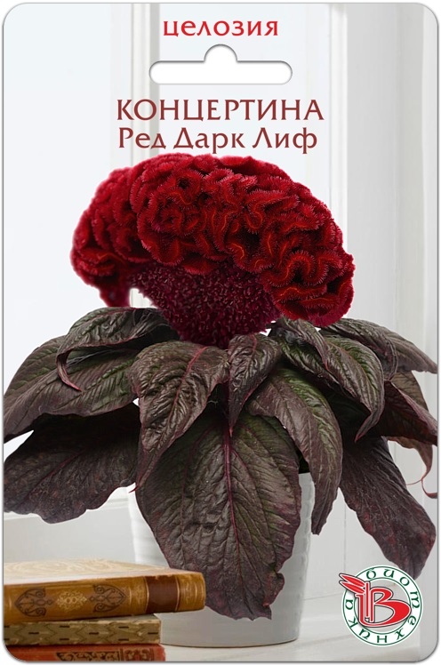 Целозия горшечная Концертина Ред Дарк Лиф