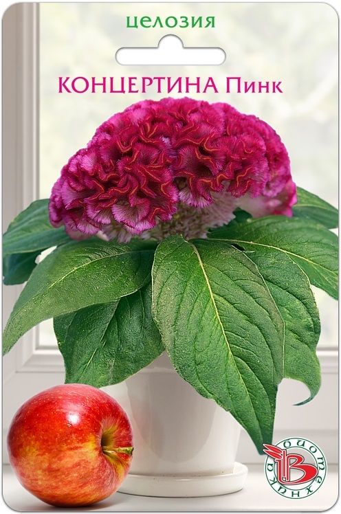 Фото – Целозия горшечная Концертина Пинк