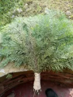 Продам пихтовые веники