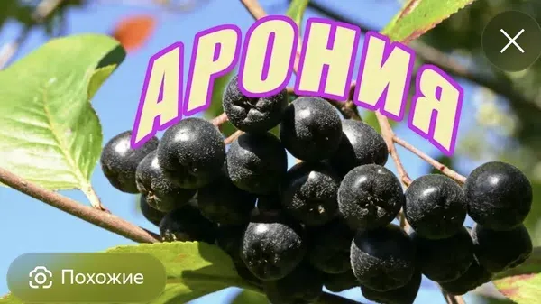 Прием калины, рябины и черноплодной рябины — миниатюра 2
