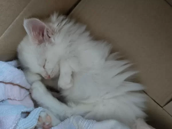 Отдам в добрые руки котёнка