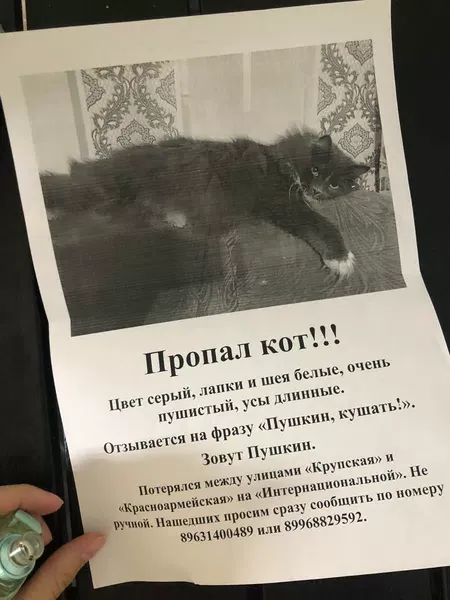 Потерялся кот не ручной — миниатюра 2