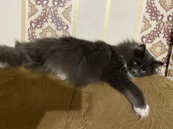 Потерялся кот не ручной