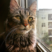 андрей стариков