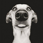 Елизавета Шаляпина