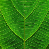 Ольга Волкова