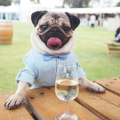 Анастасия Шиллер