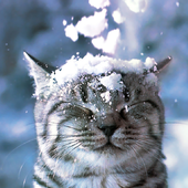 Анастасия Олли