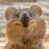 Лариса Карасева