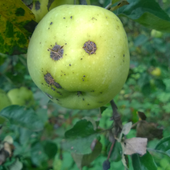 Ольга Горшкова