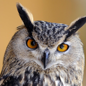 Владимир Давыдов