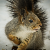 Светлана Кузьменко