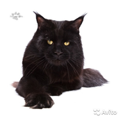 Бастинда СПБ