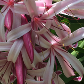 Flower Mix