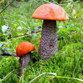 Андрей Бычков