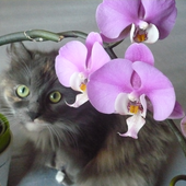 Марина Королева