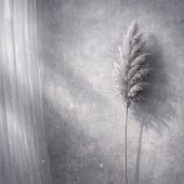 Елизавета Т