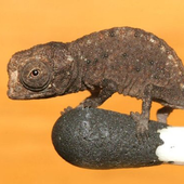 Николай Евтушенко