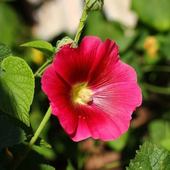 Юлия Мальва