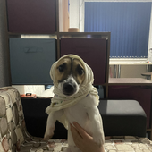 Светлана Кучуркина