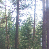 Лена Семенова