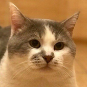 Марина Шацкая