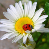 Svetlana Kozlova - ИП