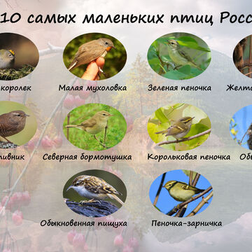 Открытка