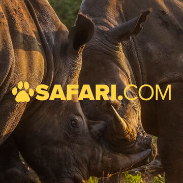 Safari - development