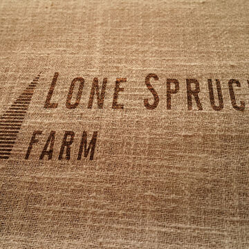 Lone Spruce