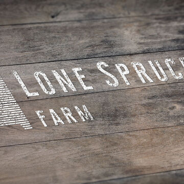 Lone Spruce 3