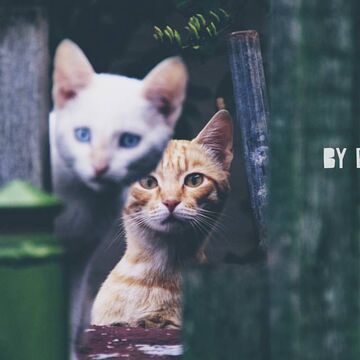 КоТы