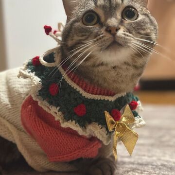дизайн костюмов для животных